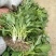 庭院地被绿植玉簪花苗玉簪绿植玉簪绿化工程苗木一手货源