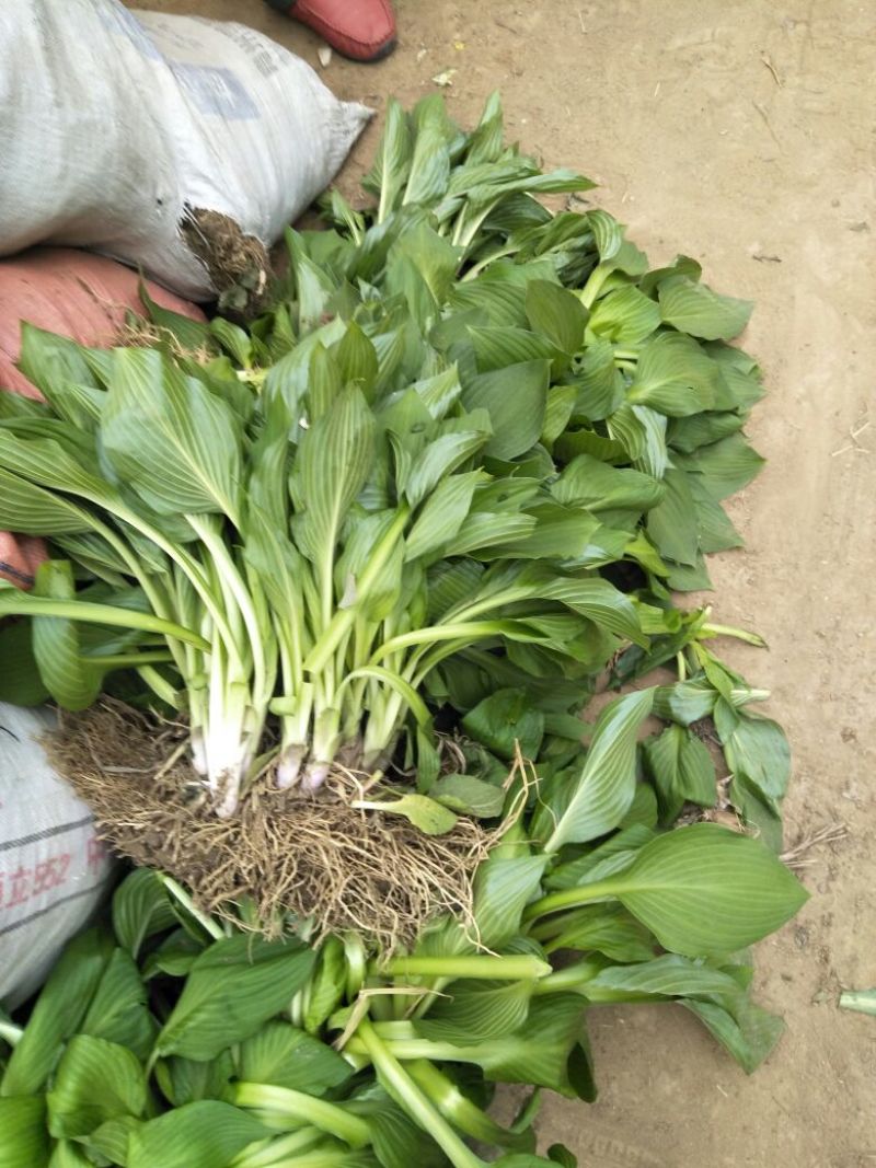 庭院地被绿植玉簪花苗玉簪绿植玉簪绿化工程苗木一手货源