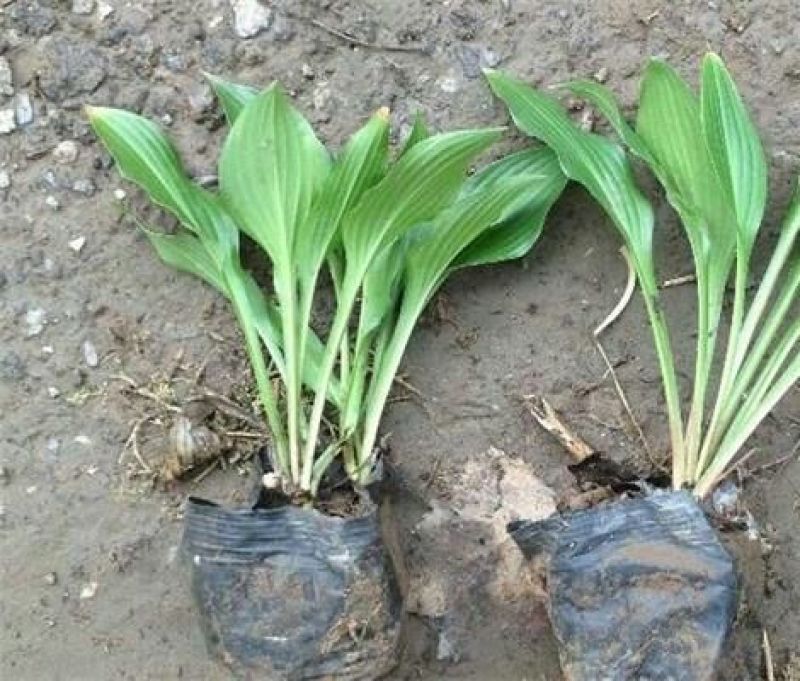 庭院地被绿植玉簪花苗玉簪绿植玉簪绿化工程苗木一手货源