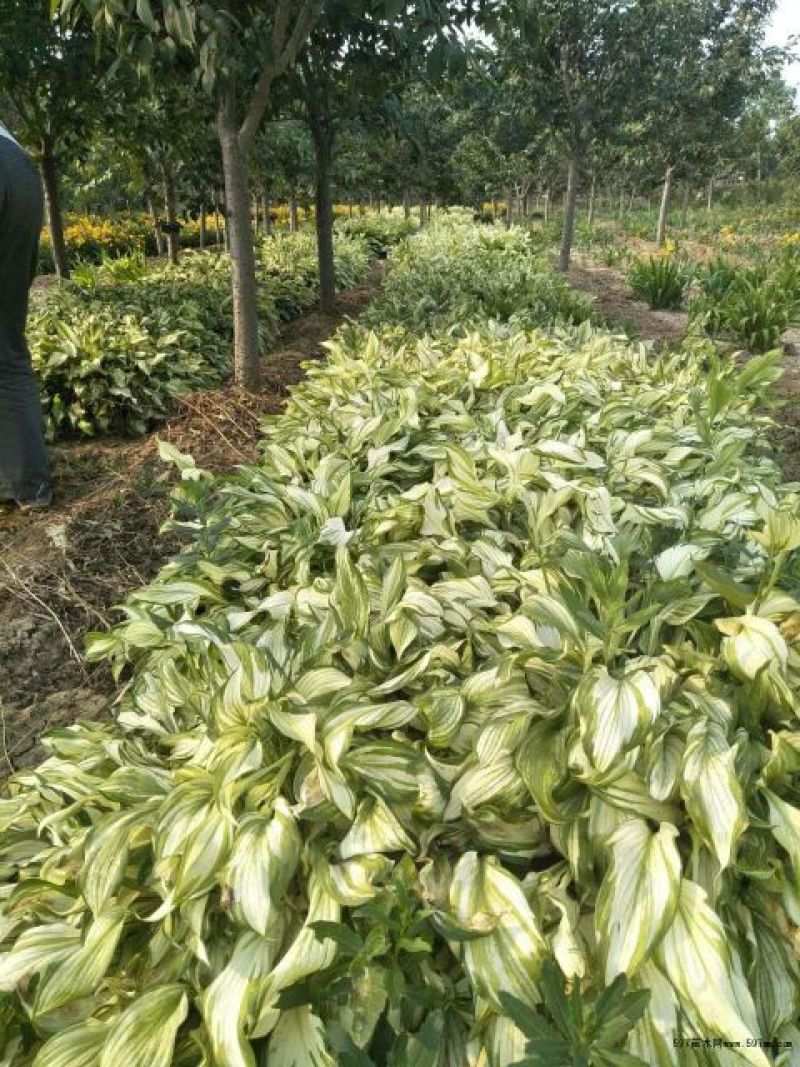 庭院地被绿植玉簪花苗玉簪绿植玉簪绿化工程苗木一手货源