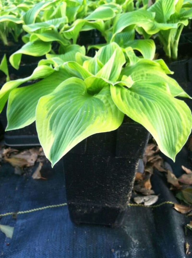 庭院地被绿植玉簪花苗玉簪绿植玉簪绿化工程苗木一手货源