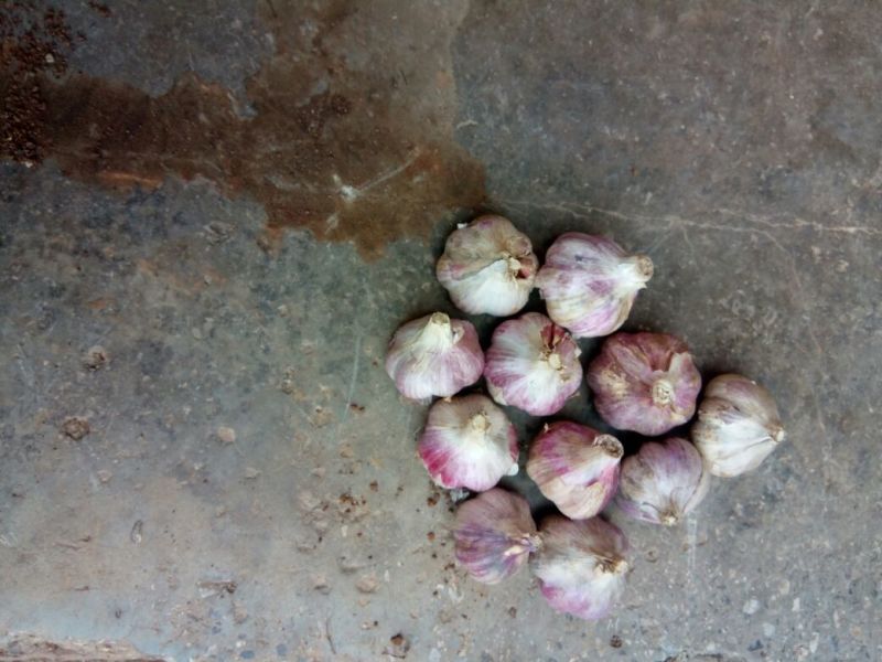 混级统货，大蒜，包口圆，量大从优，质量优良