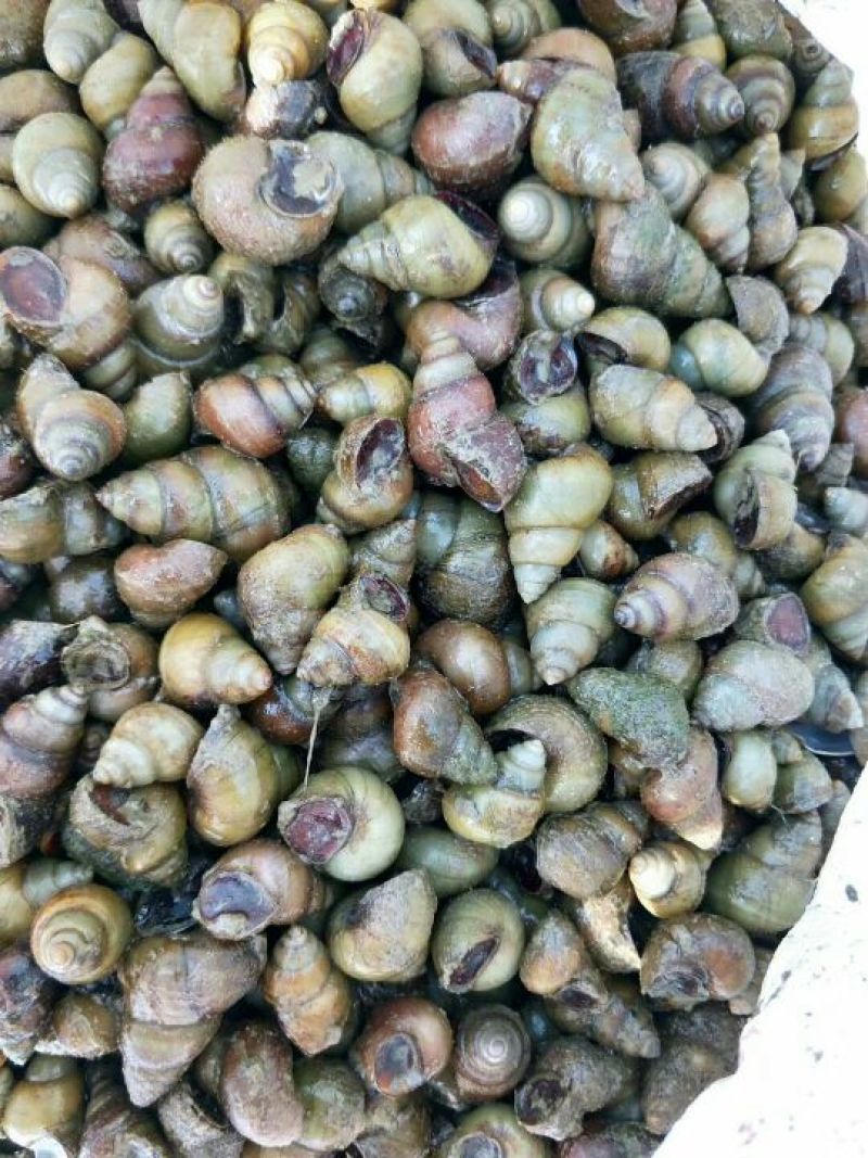 田螺食用鲜活