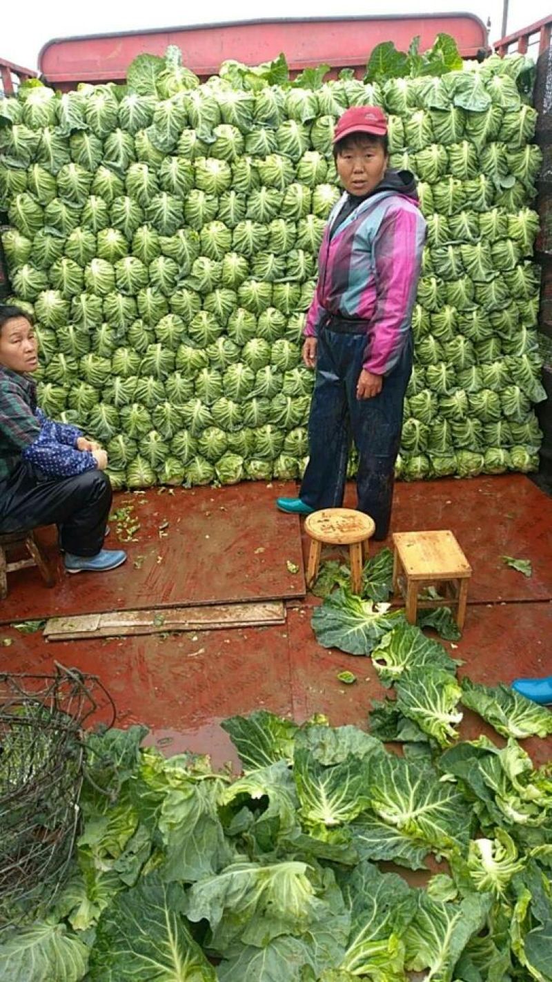 牛心甘蓝，质量好，价格优惠