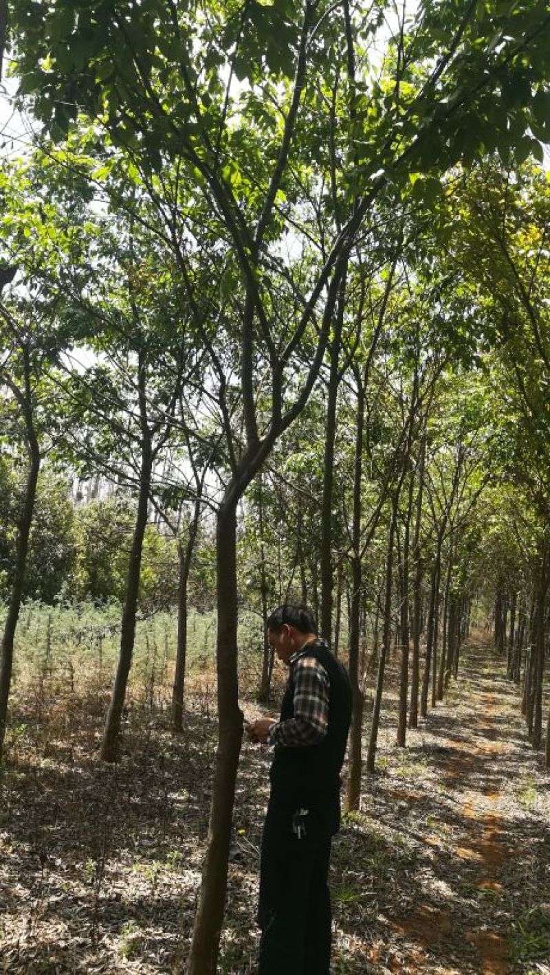 朴树苗10cm以下