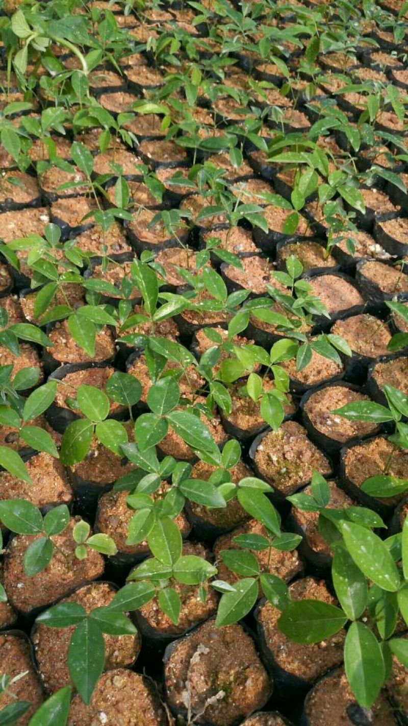 牛大力种苗15cm以下