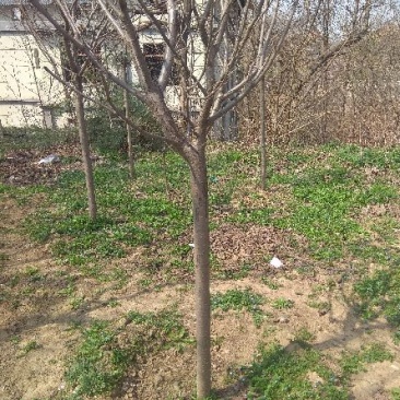 樱花树8~10cm