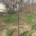 樱花树8~10cm