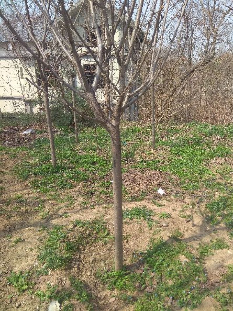 樱花树8~10cm