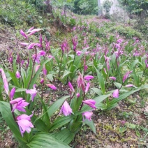 白芨种苗30~40cm