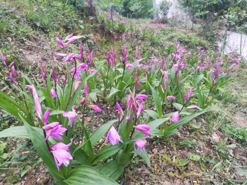 白芨种苗30~40cm