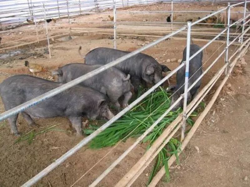 墨西哥玉米草种子进口南北方多年生四季大叶牧草养殖猪牛鱼草