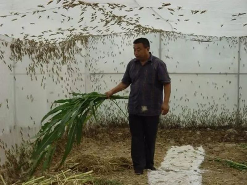 墨西哥玉米草种子进口南北方多年生四季大叶牧草养殖猪牛鱼草