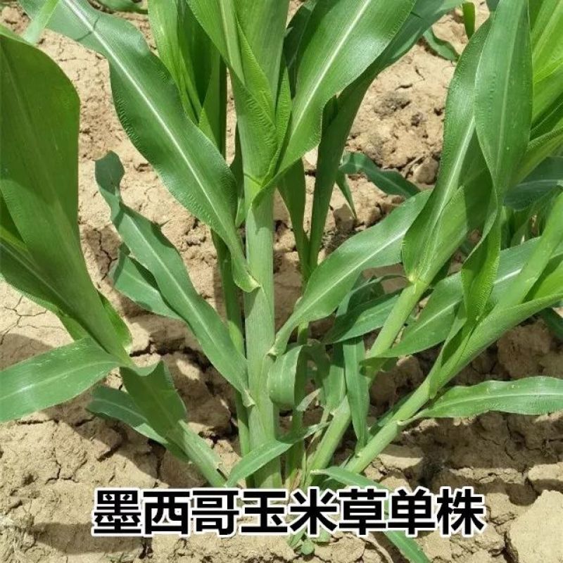 墨西哥玉米草种子进口南北方多年生四季大叶牧草养殖猪牛鱼草