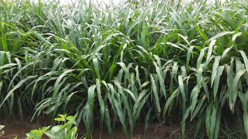 墨西哥玉米草种子进口南北方多年生四季大叶牧草养殖猪牛鱼草