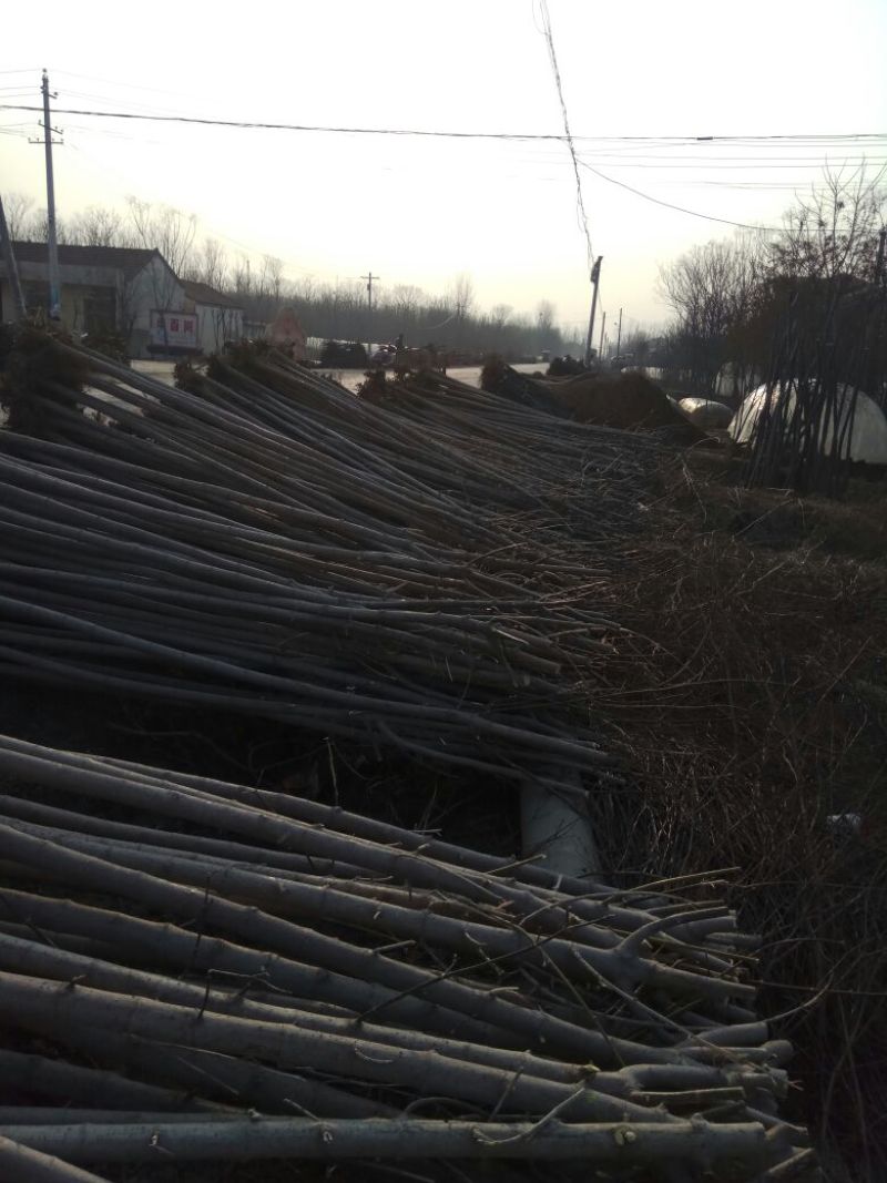 复叶槭树2.5~3m