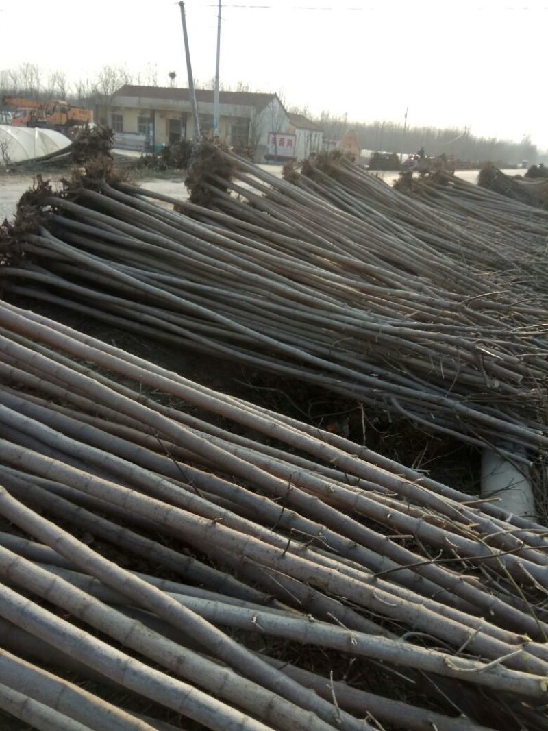 复叶槭树2.5~3m