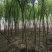 丝绵木261~300cm
