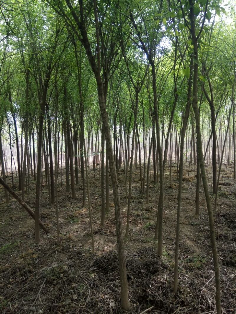 丝绵木261~300cm