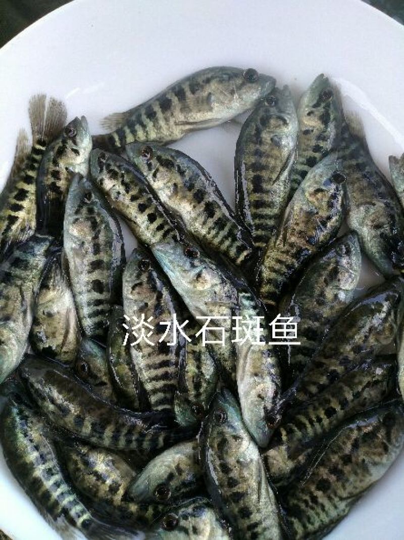 石斑鱼苗淡水石斑鱼鱼苗产地直供量大价优