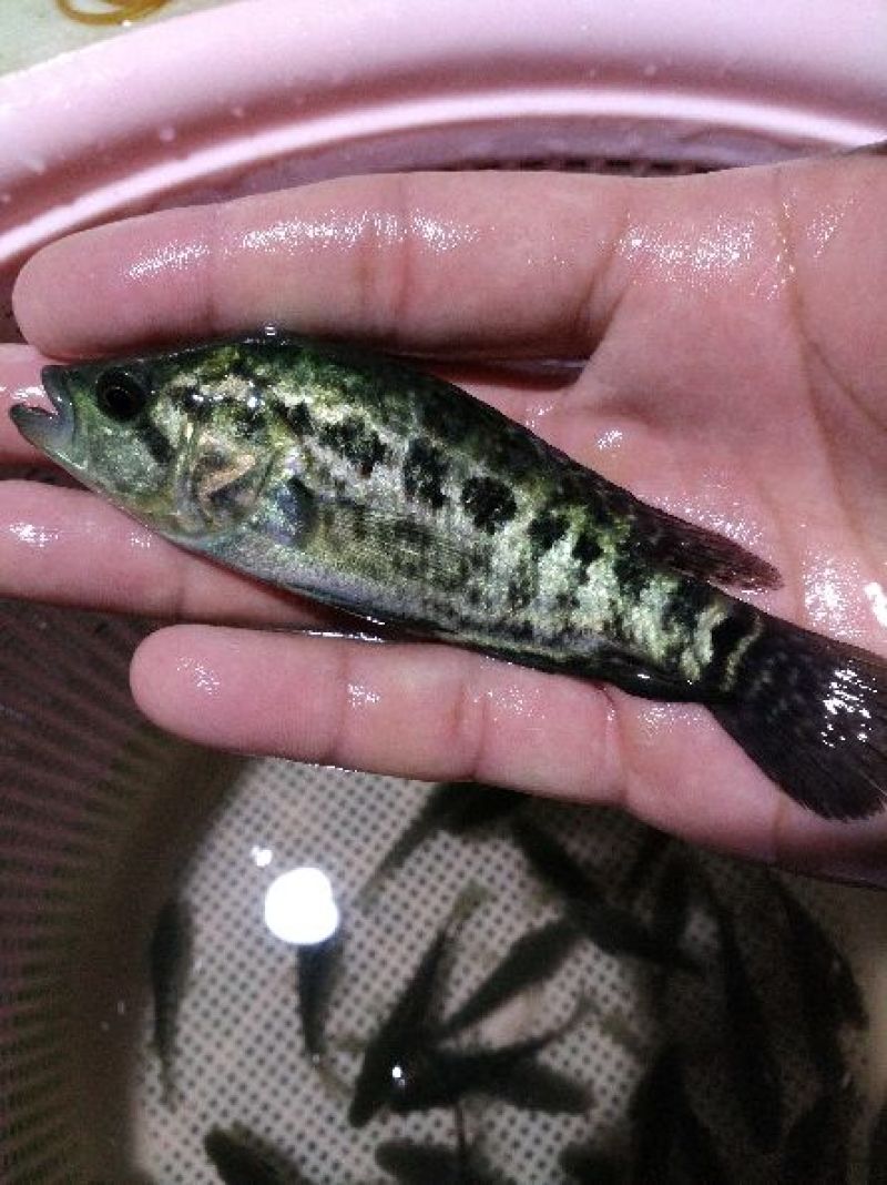 石斑鱼苗淡水石斑鱼鱼苗产地直供量大价优