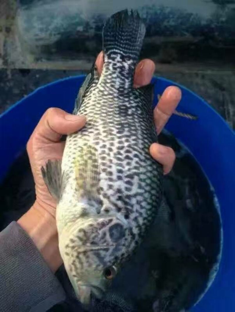 石斑鱼苗淡水石斑鱼鱼苗产地直供量大价优