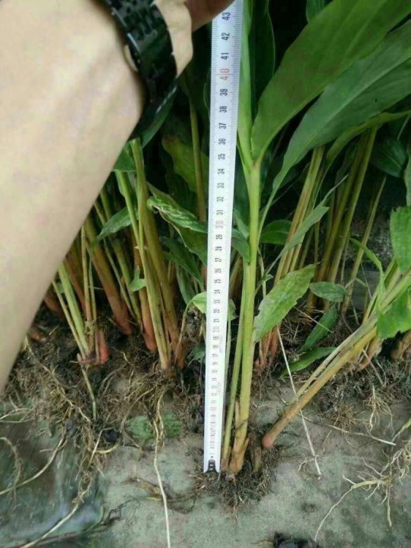 草果苗30~50cm