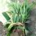 草果苗30~50cm
