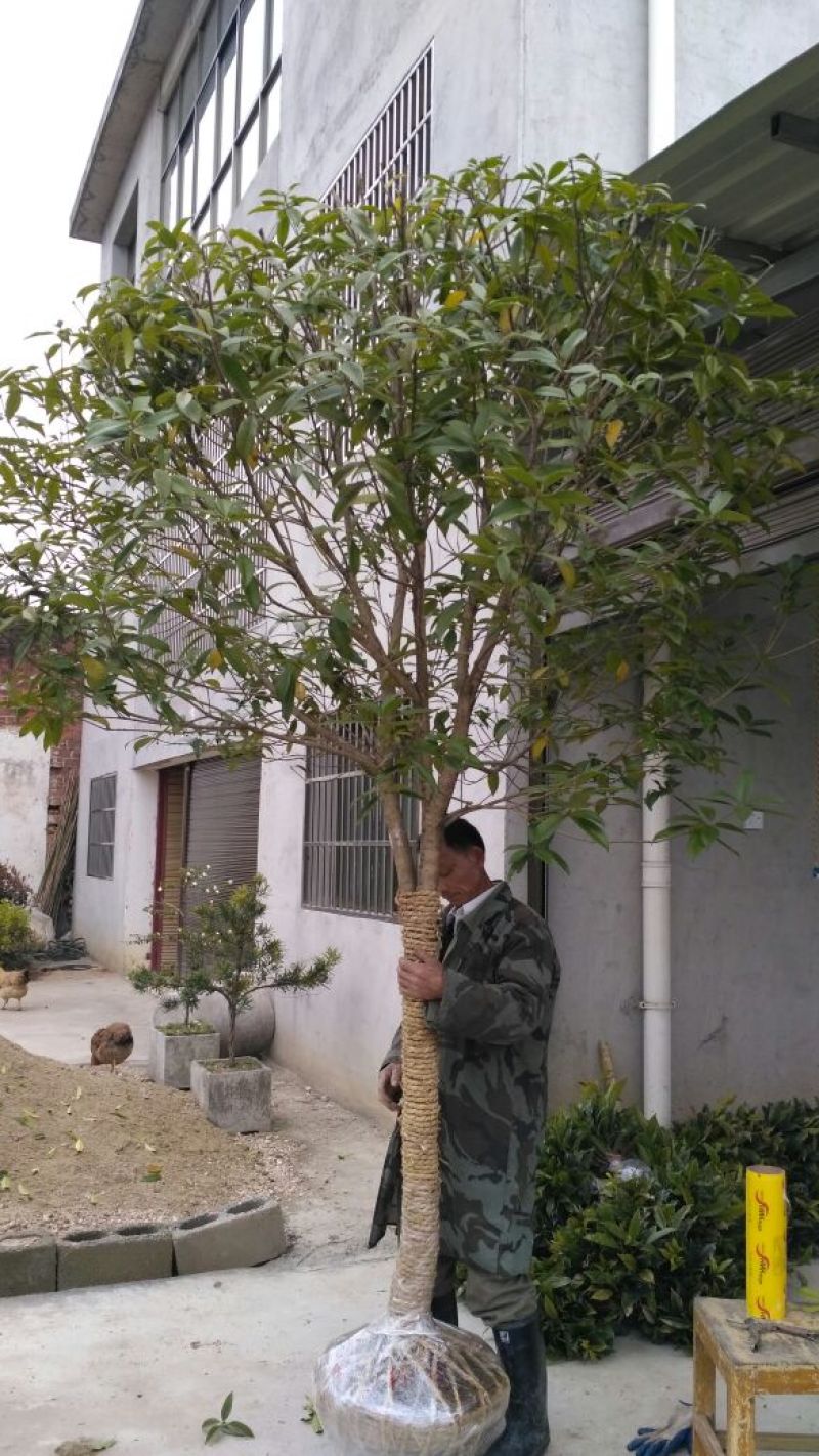 桂花苗桂花树树八月桂金桂丹桂规格齐全产地直销【包邮】