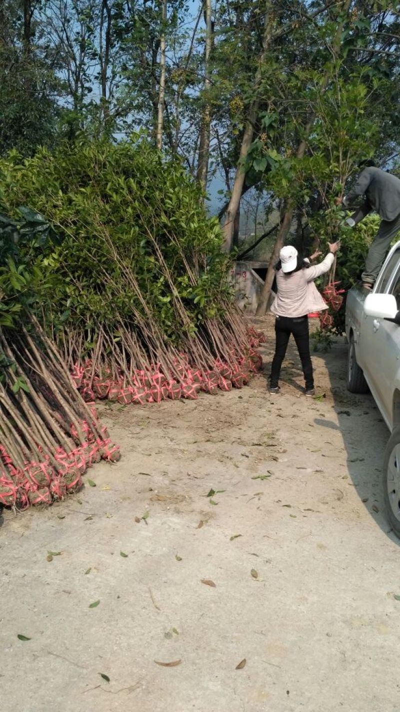 桂花苗桂花树树八月桂金桂丹桂规格齐全产地直销【包邮】