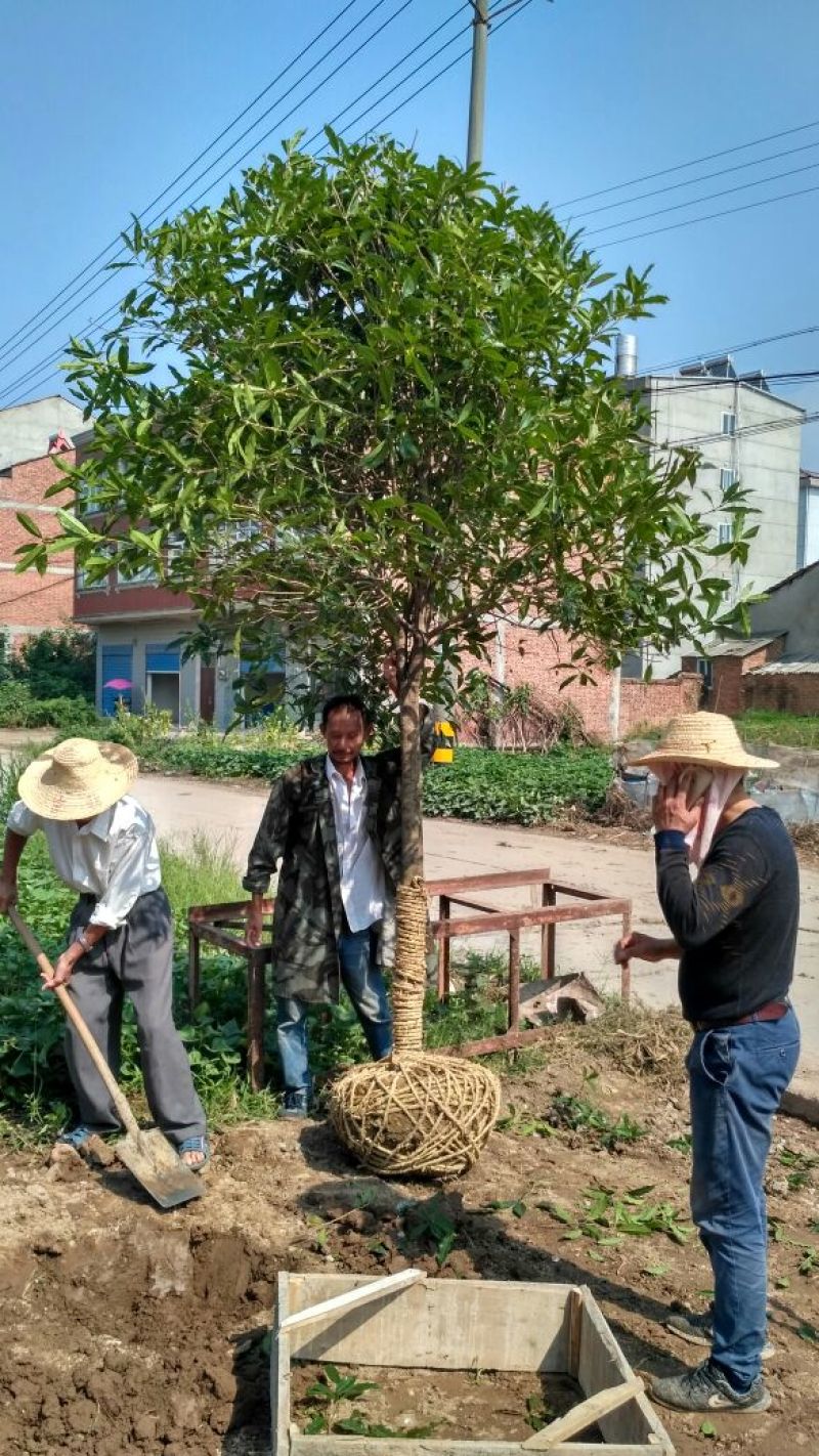 桂花苗桂花树树八月桂金桂丹桂规格齐全产地直销【包邮】