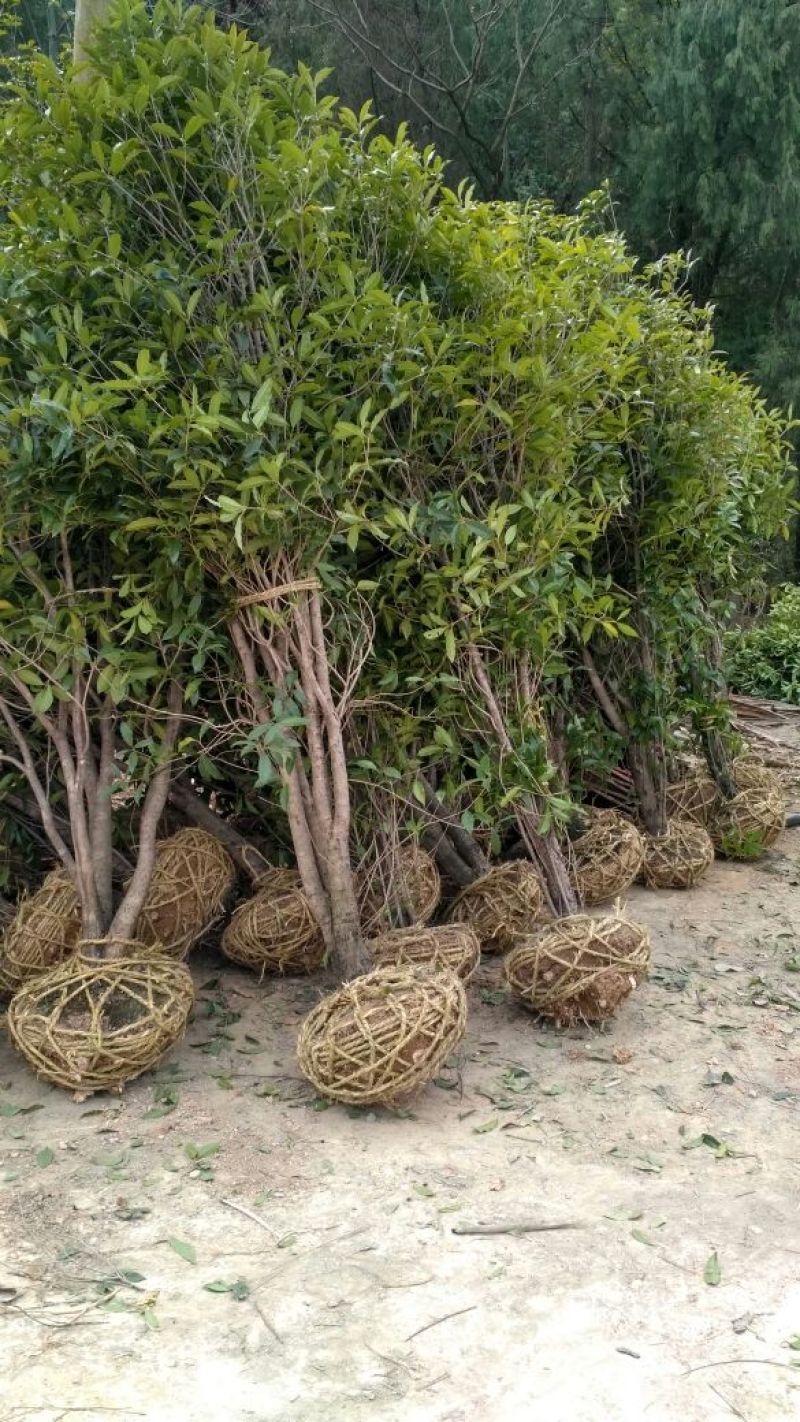 桂花苗桂花树树八月桂金桂丹桂规格齐全产地直销【包邮】