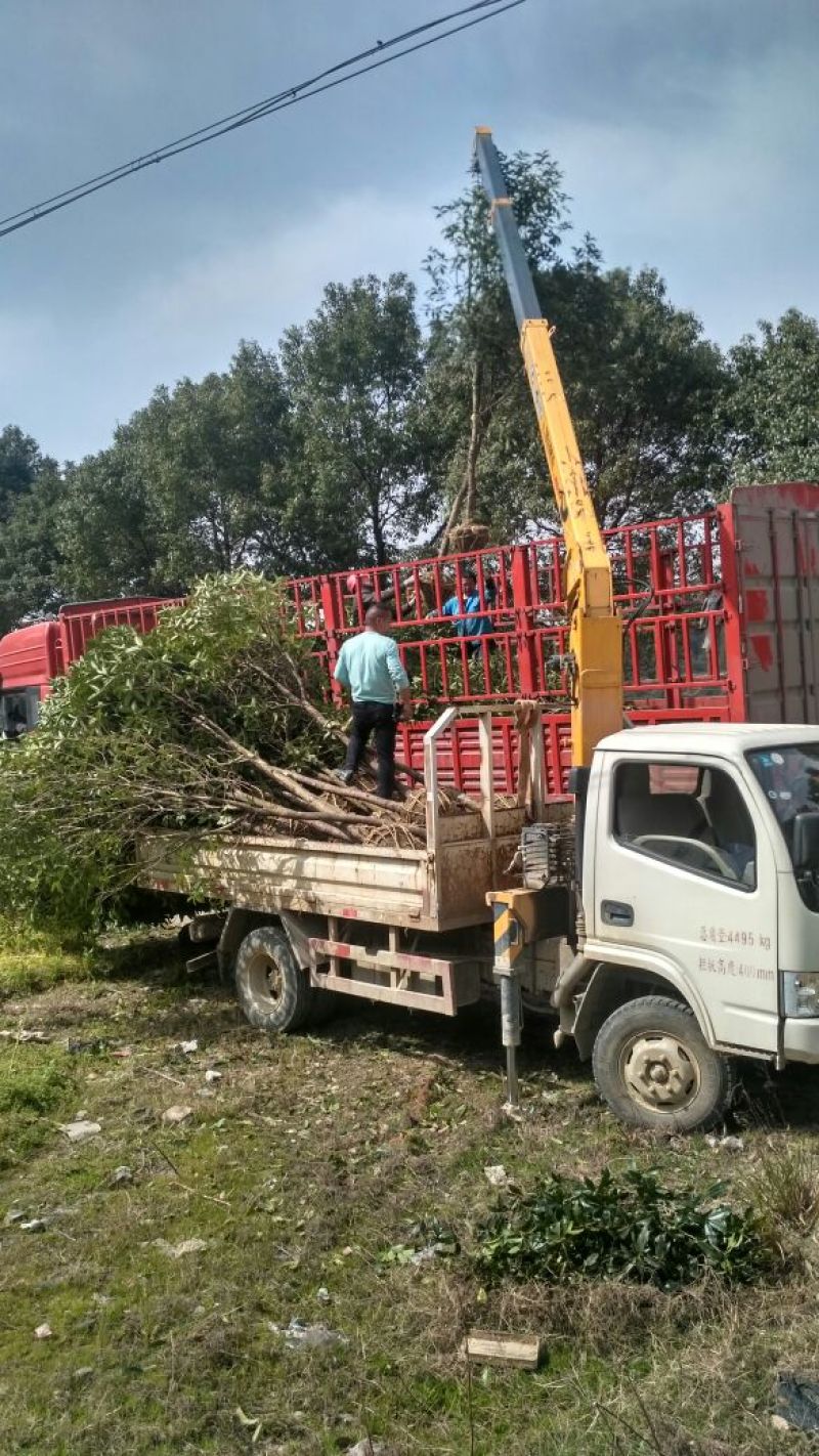 桂花苗桂花树树八月桂金桂丹桂规格齐全产地直销【包邮】