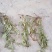 蒲公英6~10cm