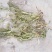 蒲公英6~10cm
