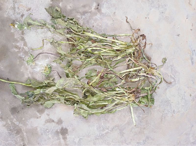 蒲公英6~10cm