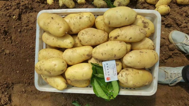 安丘荷兰十五土豆1两以上通货