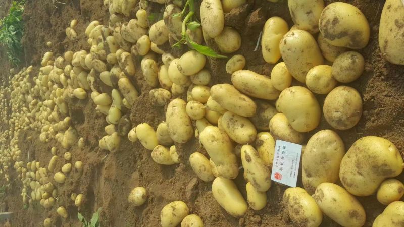 安丘荷兰十五土豆1两以上通货