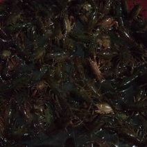 虾苗（5--20克）活虾小龙