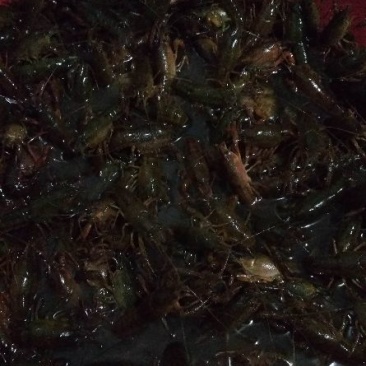 虾苗（5--20克）活虾小龙