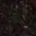 虾苗（5--20克）活虾小龙