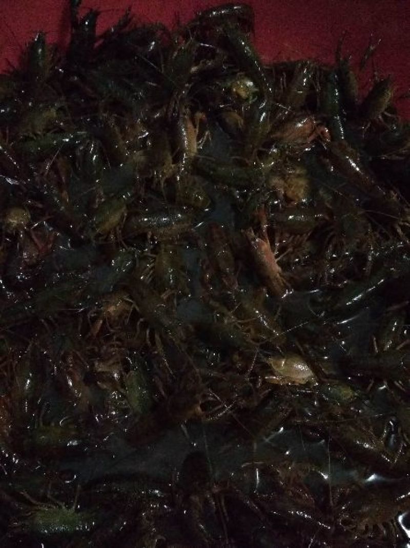 虾苗（5--20克）活虾小龙