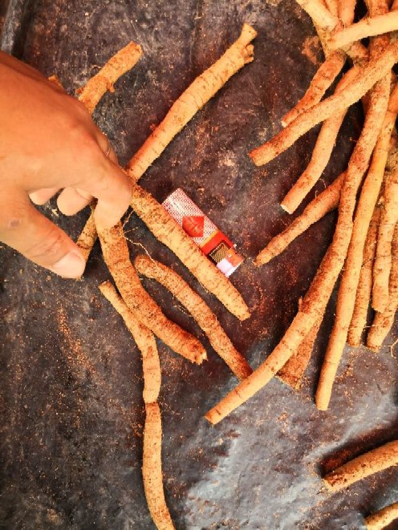 牛大力0.2~0.5斤