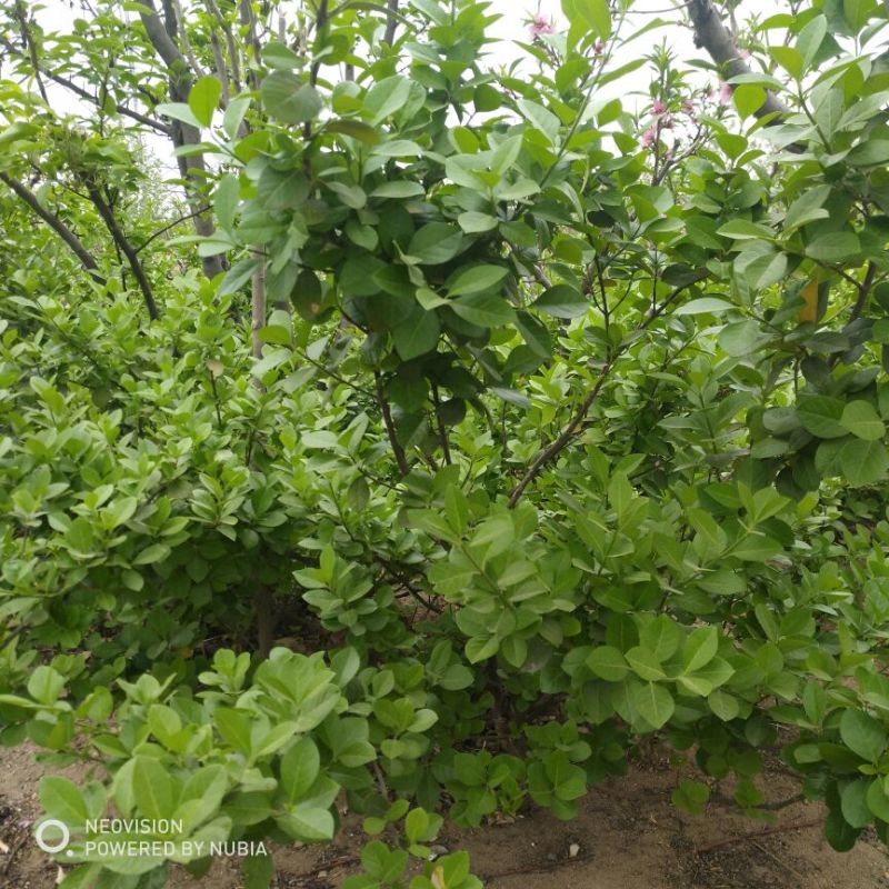 扶芳藤多分枝树型漂亮