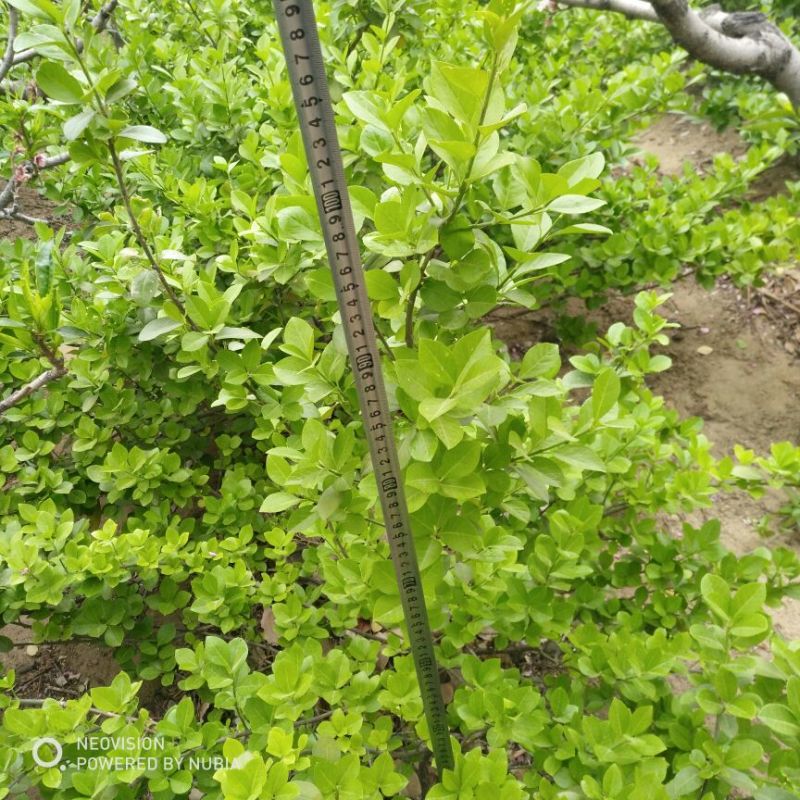 扶芳藤多分枝树型漂亮
