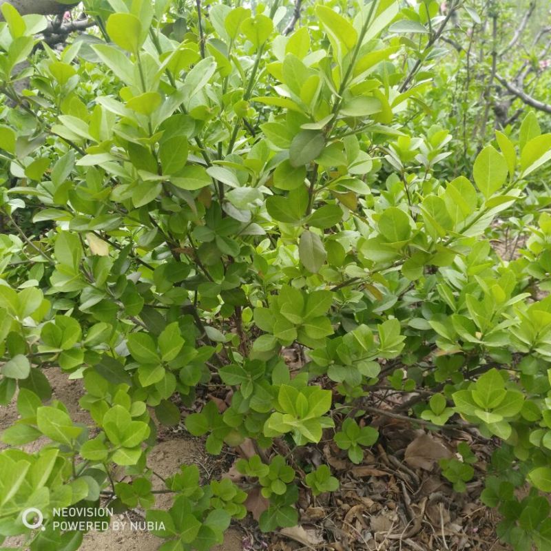 扶芳藤多分枝树型漂亮