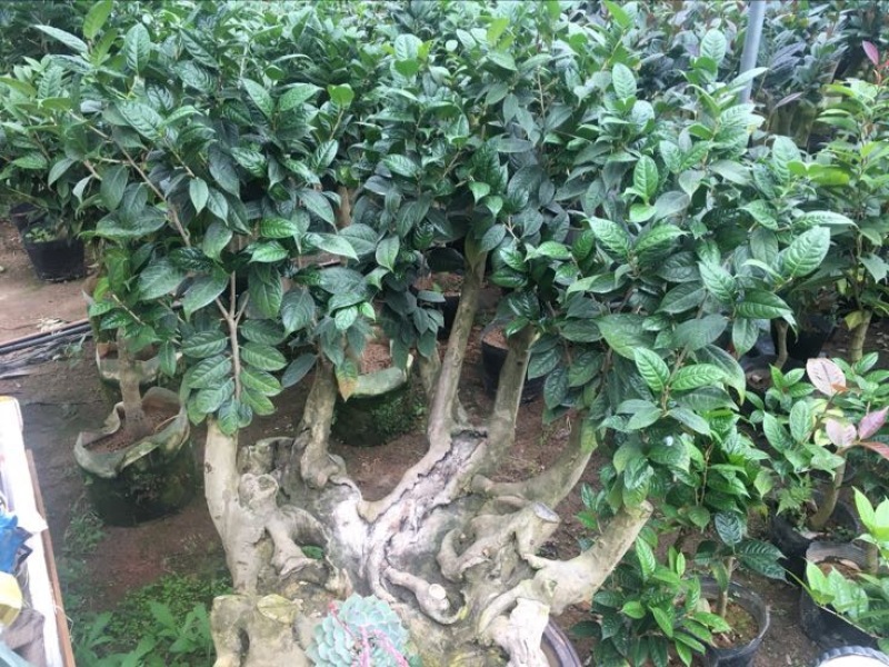 金花茶树苗80~100cm