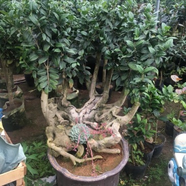 金花茶树苗80~100cm