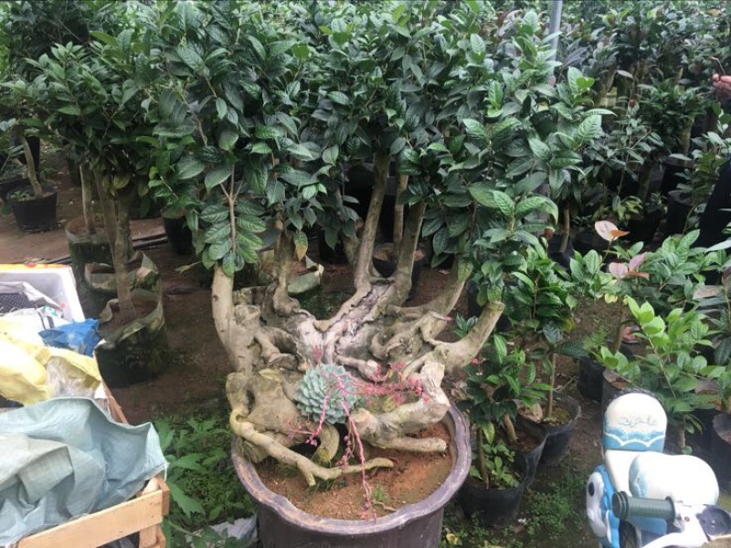 金花茶树苗80~100cm