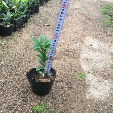 茶花10~20cm